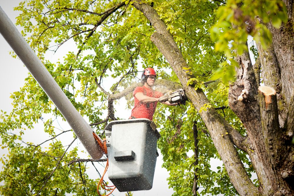 tree removal