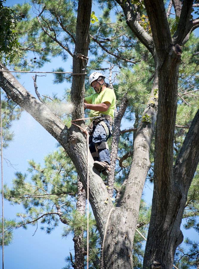 trees pruning